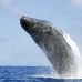 whale_humpback_h_00378_dom2425.jpg